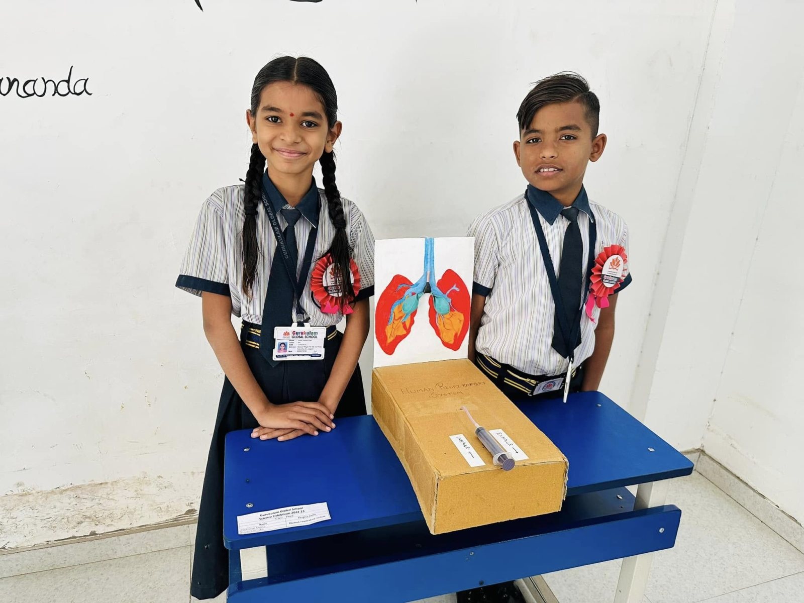 A working model of the lungs